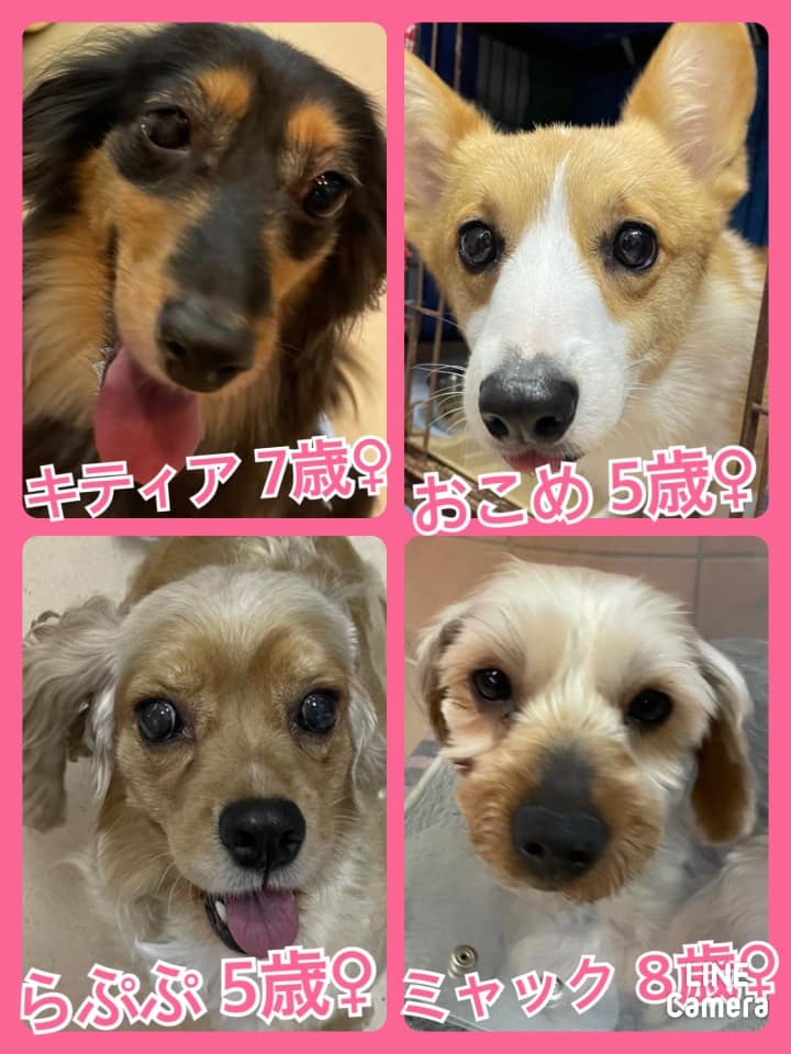 🐾今日の里親様募集中ワンコ🐶メンバーです🐾2021,6,18